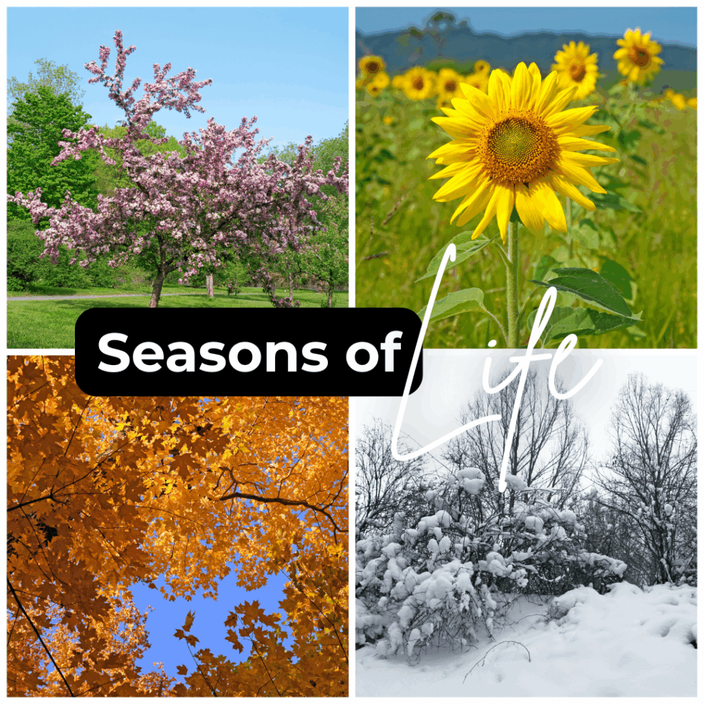A collage showing the four seasons — spring blossoms, summer sunflowers, autumn leaves, and winter snow — symbolising the changing seasons of life and career growth.