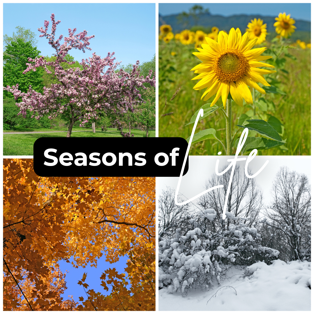 A collage showing the four seasons — spring blossoms, summer sunflowers, autumn leaves, and winter snow — symbolising the changing seasons of life and career growth.